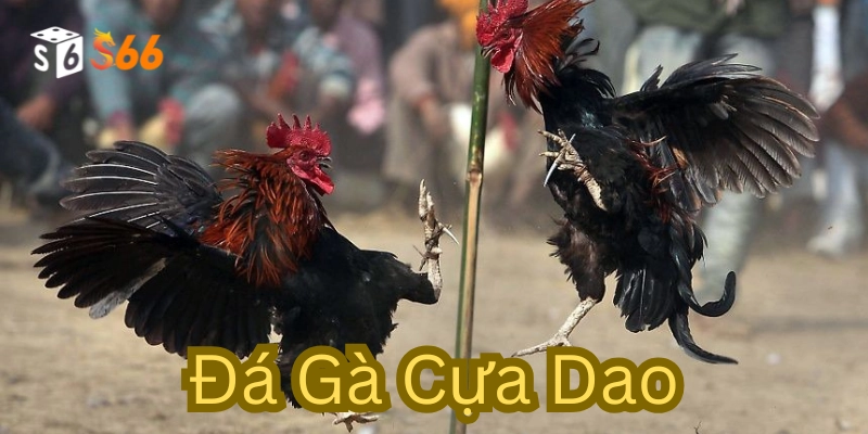 Quy định về Đá Gà Cựa Dao