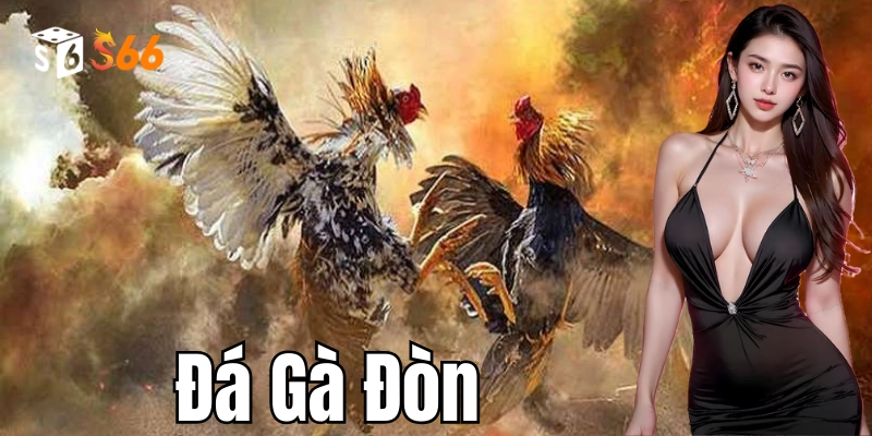 Đá gà đòn: Khái niệm về loại hình đá gà thú vị