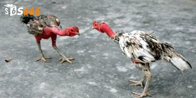 Chọn gà nòi để chọi gà thắng lớn hiệu quả