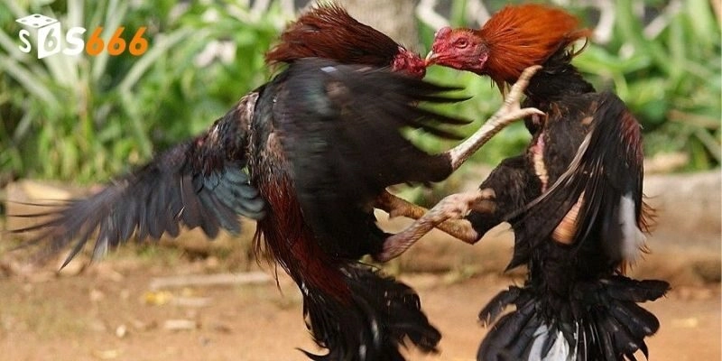 Hiểu rõ wala là gì, meron là gì để bắt kèo hiệu quả