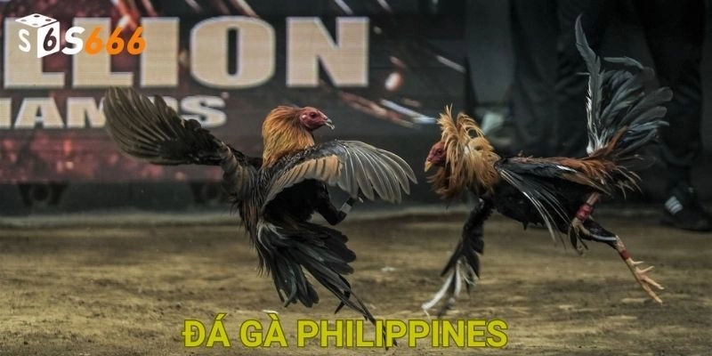 Đá Gà Philippines S666 – Làm Chủ Cuộc Chơi Chọi Gà Siêu Hot