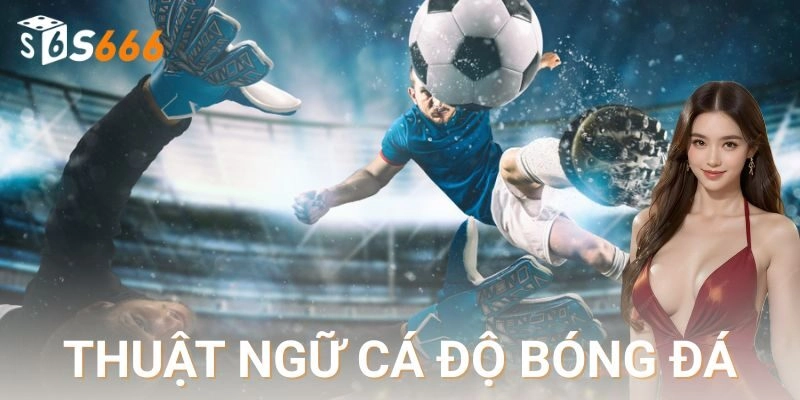 thuật ngữ cá độ bóng đá S666