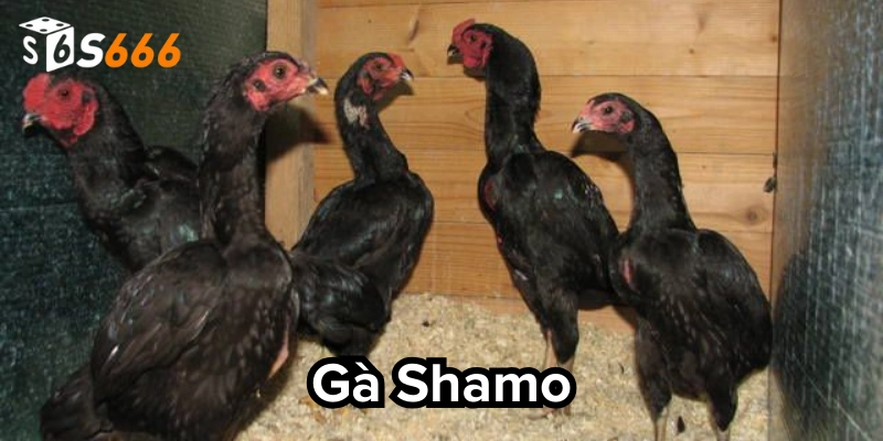 Cách nuôi và chăm sóc