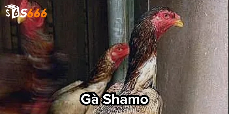 Chuyên gia nói gì về Gà Shamo
