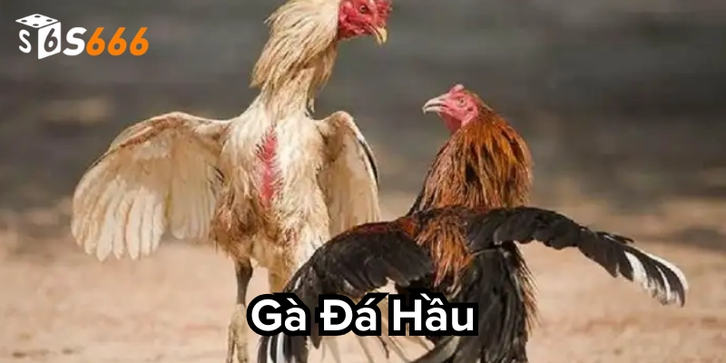 Giải thích Gà Đá Hầu