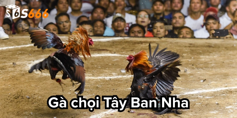 Quy luật về đặt cược