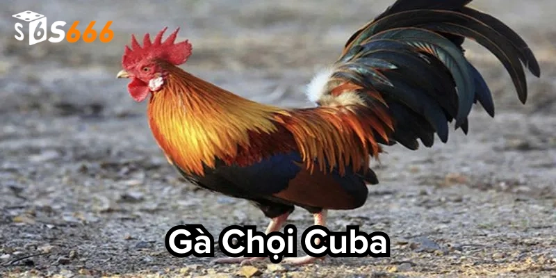 Top 6 chiến kê nên sử dụng